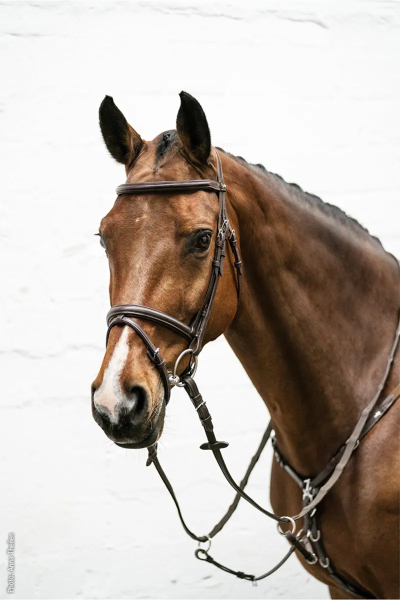 Schockemohle Cape Town Select Bridle Espresso-Silver 4 Schockemohle Cape Town Select Bridle Espresso-Silver - Image 2