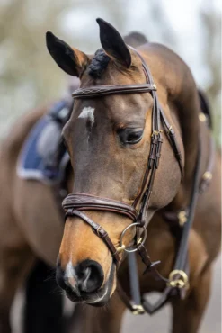 LeMieux Kudos Competition Flash Bridle Havana 19 LeMieux Kudos Competition Flash Bridle Havana -Equestrian Supplies Shop G0A7127