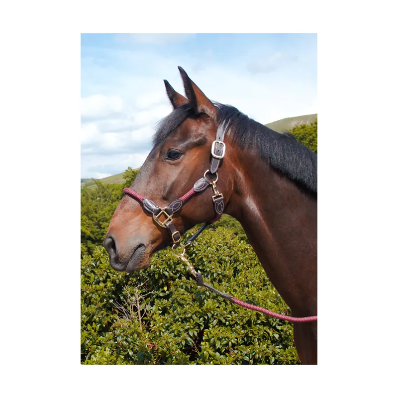 Cameo Anatomic Leather Headcollar Plum 4 Cameo Anatomic Leather Headcollar Plum - Image 2