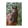 EcoRider Ecosoft Enigma Bridle - Brown 1 EcoRider Ecosoft Enigma Bridle - Brown -Equestrian Supplies Shop P ECO ENI BRI ECO601 07