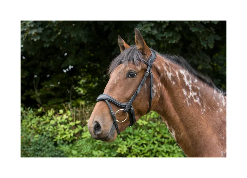 EcoRider Ecosoft Enigma Bridle - Brown 4 EcoRider Ecosoft Enigma Bridle - Brown - Image 2