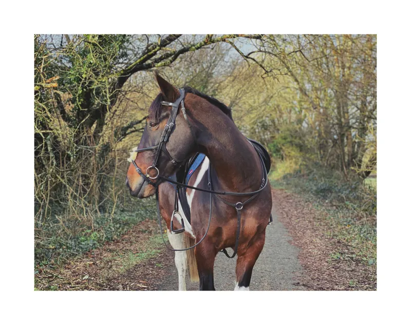 EcoRider Freedom Grackle Bridle - Brown 6 EcoRider Freedom Grackle Bridle - Brown - Image 4