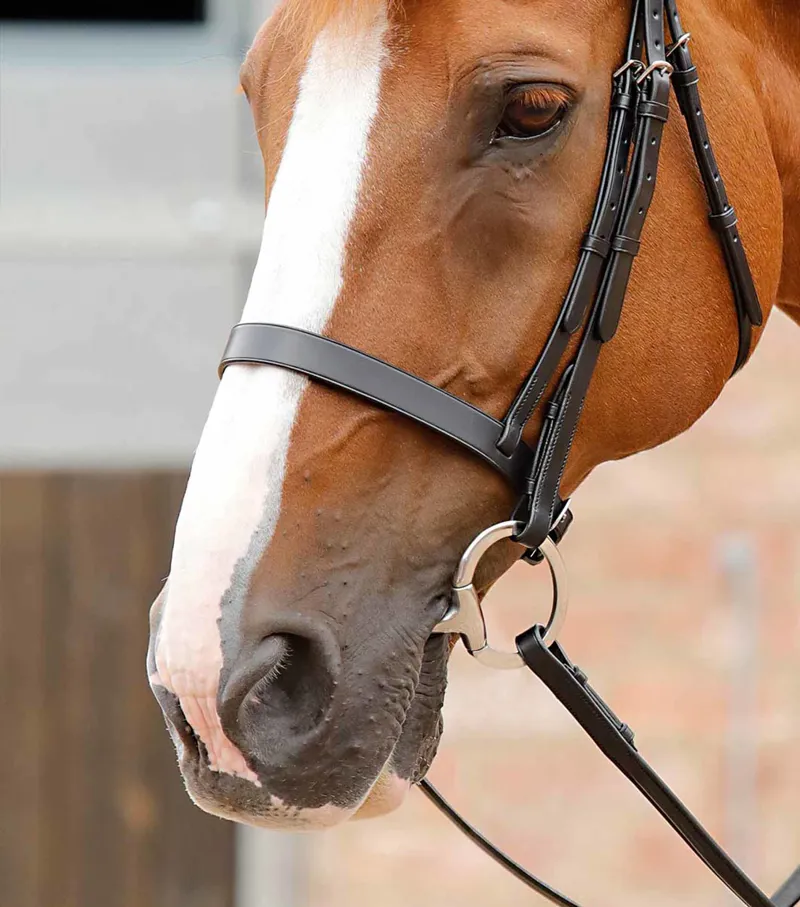 Premier Equine Primo Hunter Cavesson Noseband Black 5 Premier Equine Primo Hunter Cavesson Noseband Black - Image 3